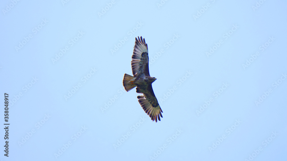 Furth im Wald, Deutschland: Ein Mäusebussard kreist um die Chamb Furth im Wald, Deutschland: Ein Mäusebussard kreist um die Chamb