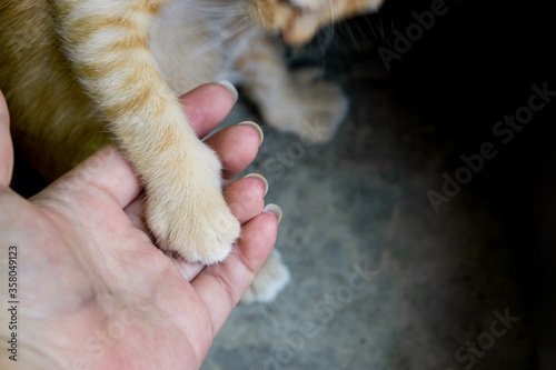 Ginger kitty paw on human palm. Tame kitty. She willing give a hand to human.