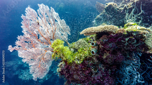 Coral is splendidly displayed in the healthy backgrounds of Melanesia. Munda. (Solomon Islands)