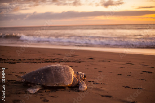 Olive turtle (Pacific coast of Guanacaste) on the Ostional beach during the ocean sunset,