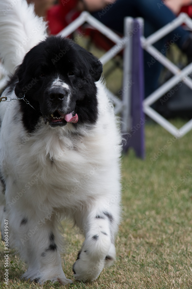 Newfoundland