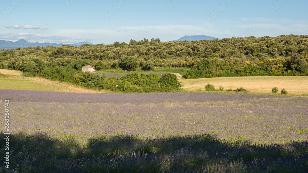 View of Mont Ventoux and lavender and wheat fields