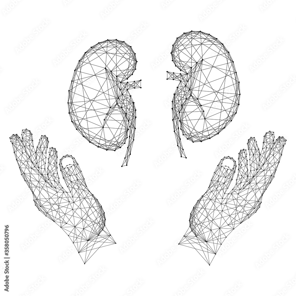 Human kidneys organ and two holding, protecting hands from abstract futuristic polygonal black lines and dots. Human kidneys organ and two holding, protecting hands from abstract futuristic polygonal black lines and dots.