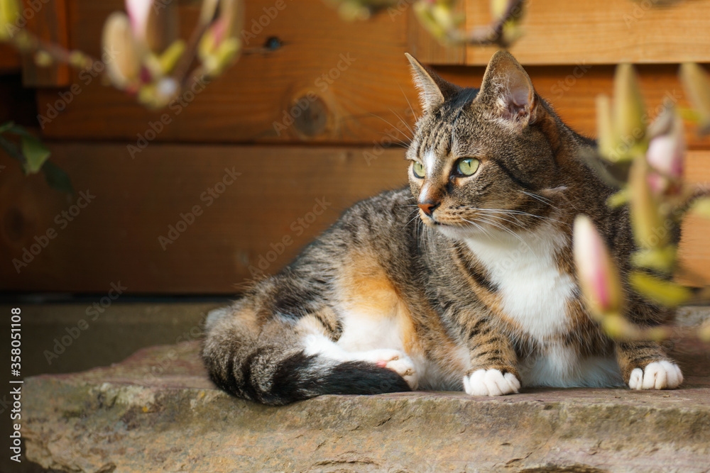 Obraz premium Katze
