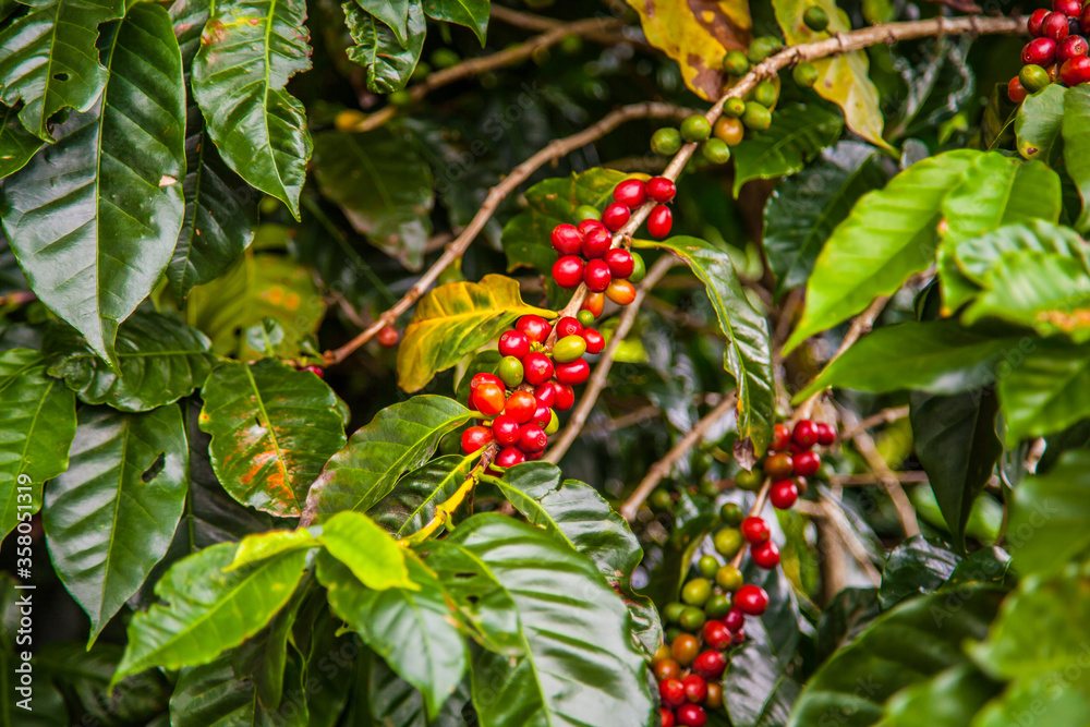 Ripening coffee beans on a coffee tree in Costa Rica. Ripening coffee beans on a coffee tree in Costa Rica.