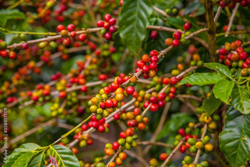 Ripening coffee beans on a coffee tree in Costa Rica.