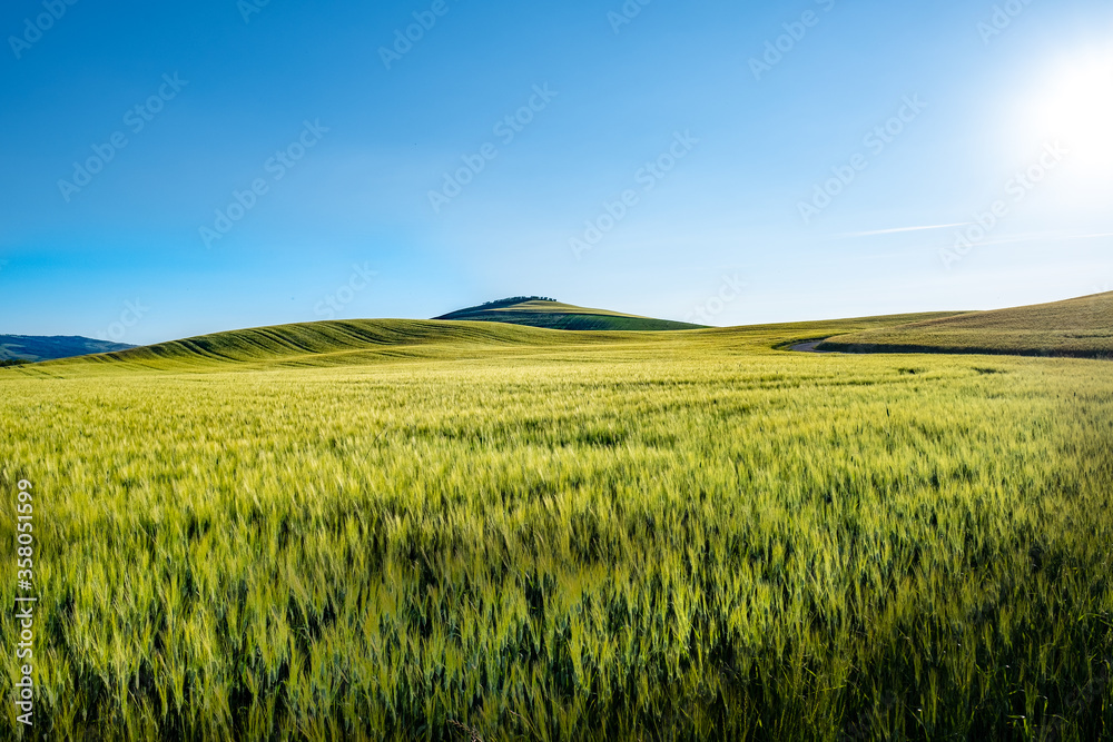 Obraz premium Gorgeous greens in the landscape and with light painted.