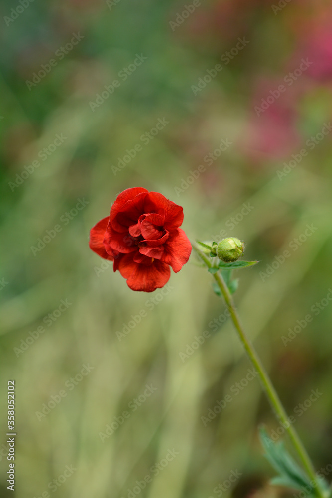 Obraz premium Avens Mrs J. Bradshaw
