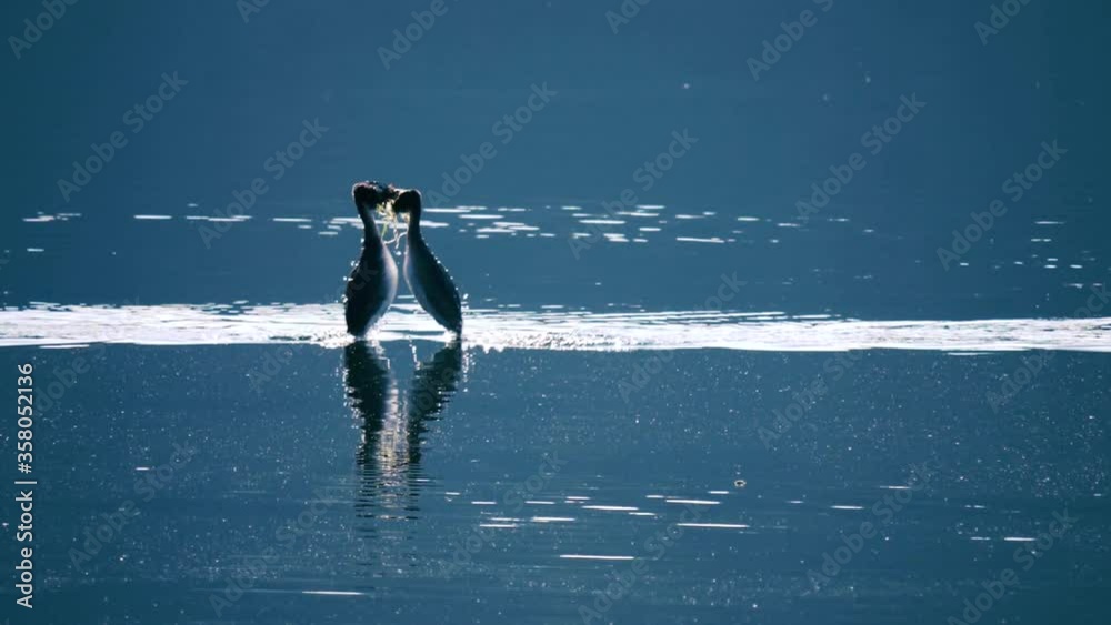 birds in mating season 