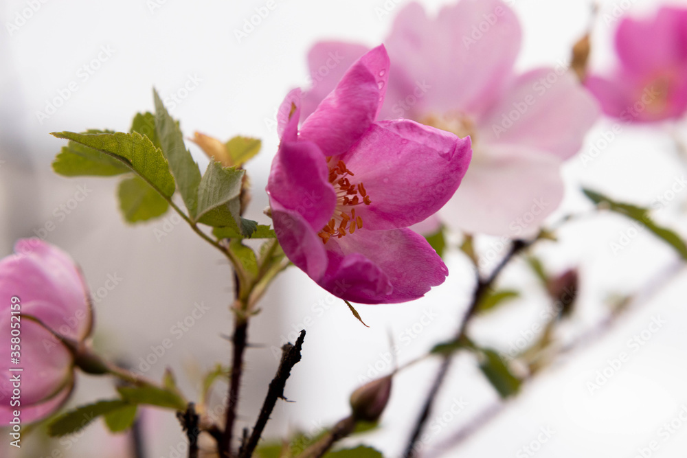 Obraz premium A rosehip (Rosa canina) flower with green leaves on a blurry multifocus background.