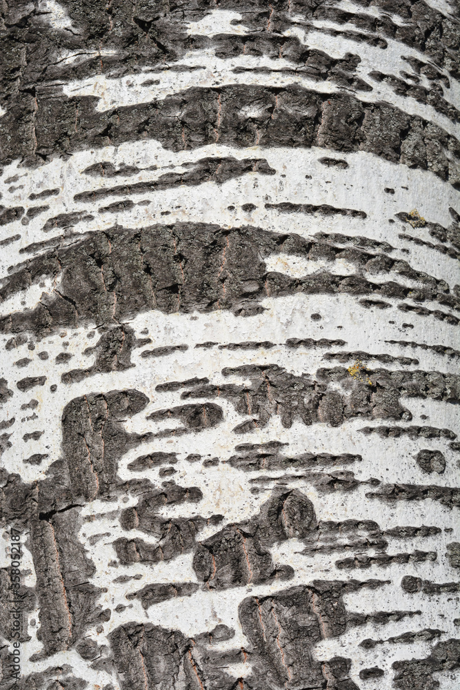 Naklejka premium White poplar