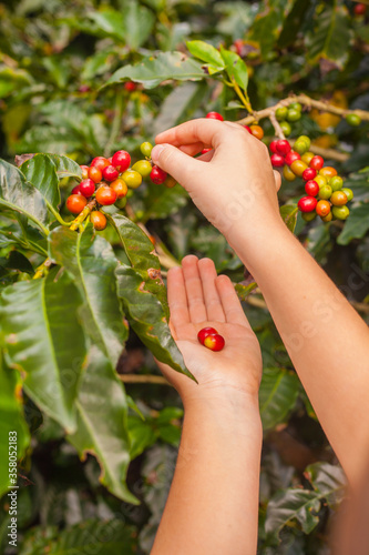 Women's hands pluck coffee berries.