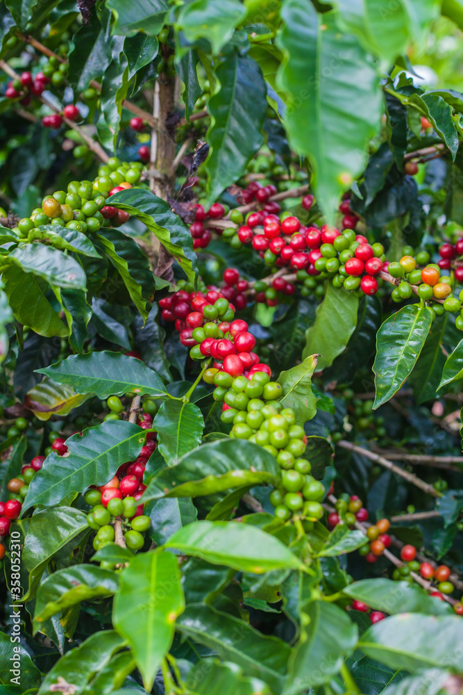 Ripening coffee beans on a coffee tree in Costa Rica. Ripening coffee beans on a coffee tree in Costa Rica.