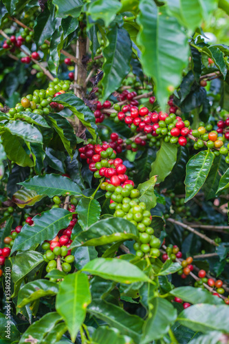 Ripening coffee beans on a coffee tree in Costa Rica.
