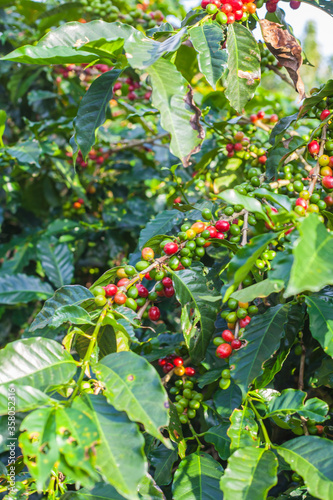 Ripening coffee beans on a coffee tree in Costa Rica.