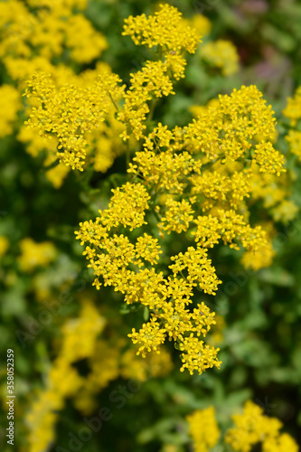 Italian alyssum