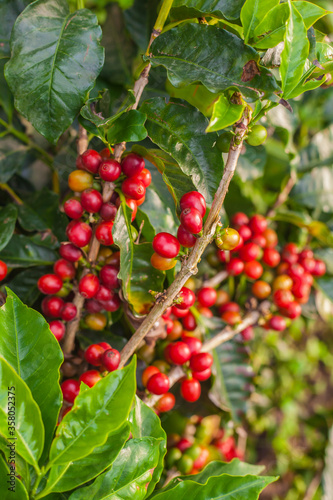 Ripening coffee beans on a coffee tree in Costa Rica.