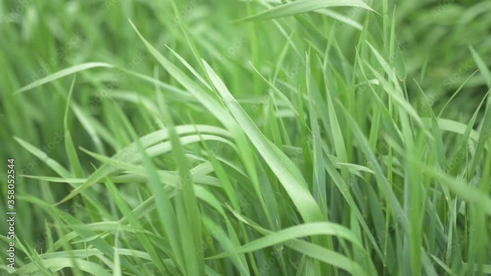 Green grass with blowing wind. Slow motion. Green grass with blowing wind. Slow motion.