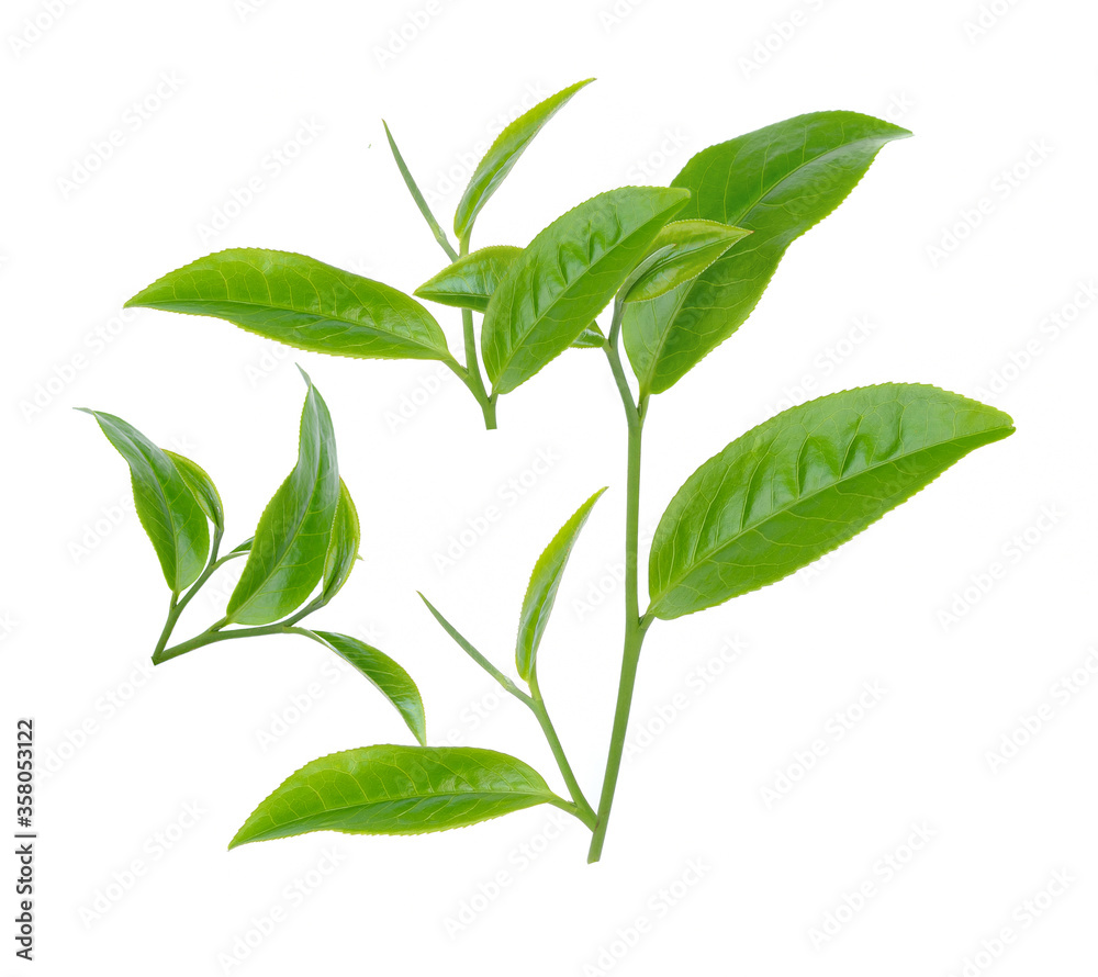Fototapeta premium Green tea leaf collection isolated on white background