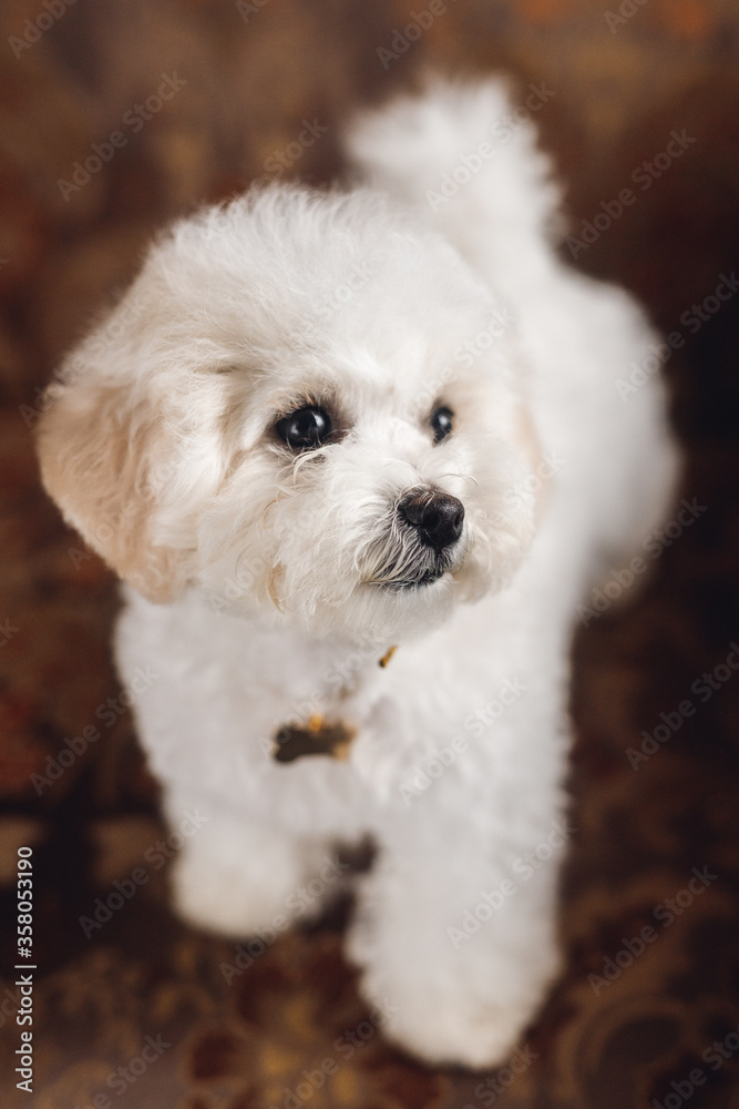 Close up little white Bichon Frize look away Close up little white Bichon Frize look away