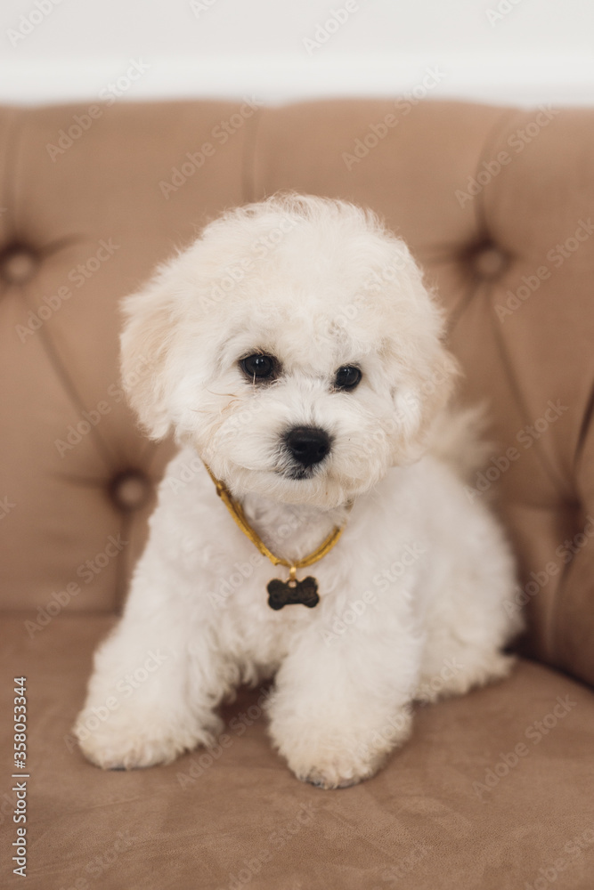 Close up little white Bichon Frize muzzle in camera