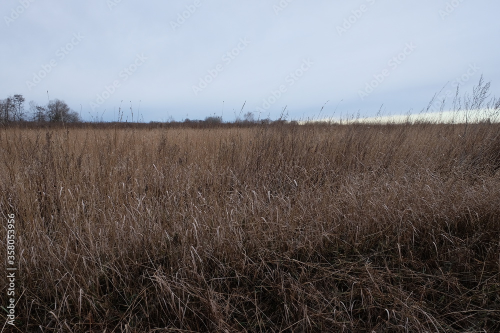 Fototapeta premium Wilted steppe grasses. Cloudy steppe landscape in the evening.