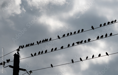 birds on wire