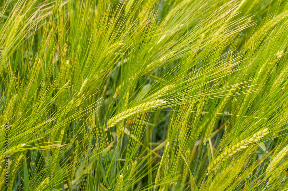 ears of two-row barley in an agricultural field ears of two-row barley in an agricultural field