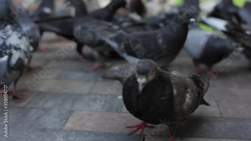 Pigeon on the street. City dove. Birds series