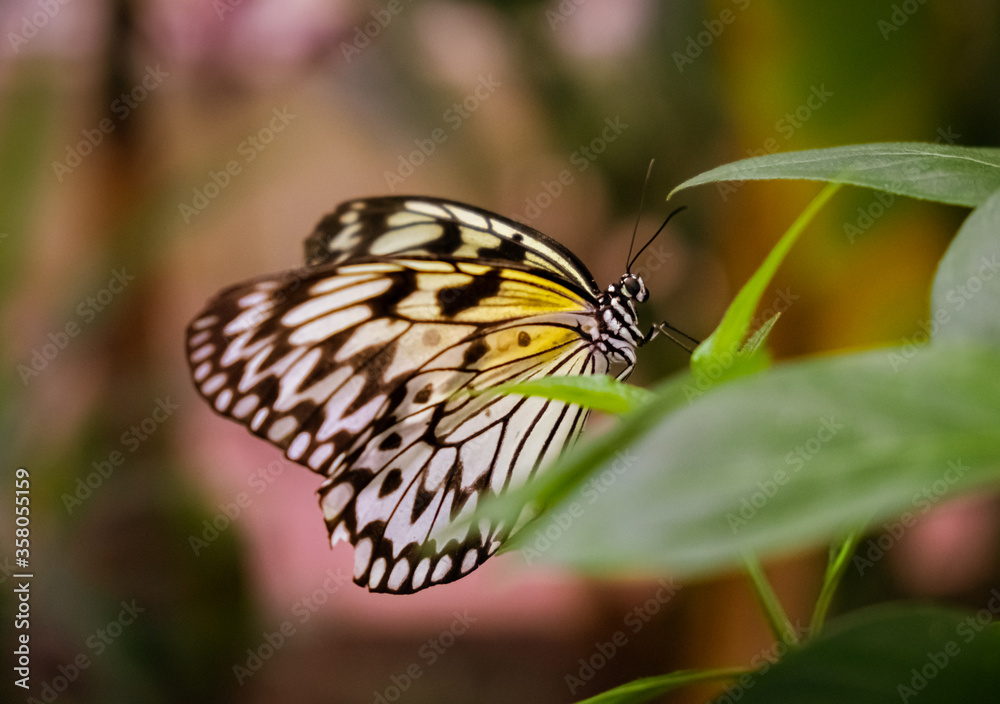 Fototapeta premium Schmetterling