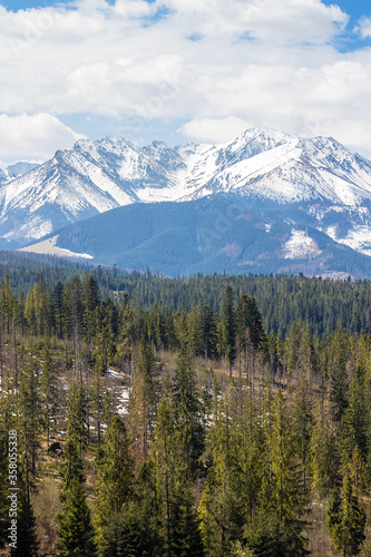 Tree stumps on foreground in High Tatras region. Beautiful mountains with snowy peak on background, Zakopane in Poland. Travel and vacation concept. Save nature