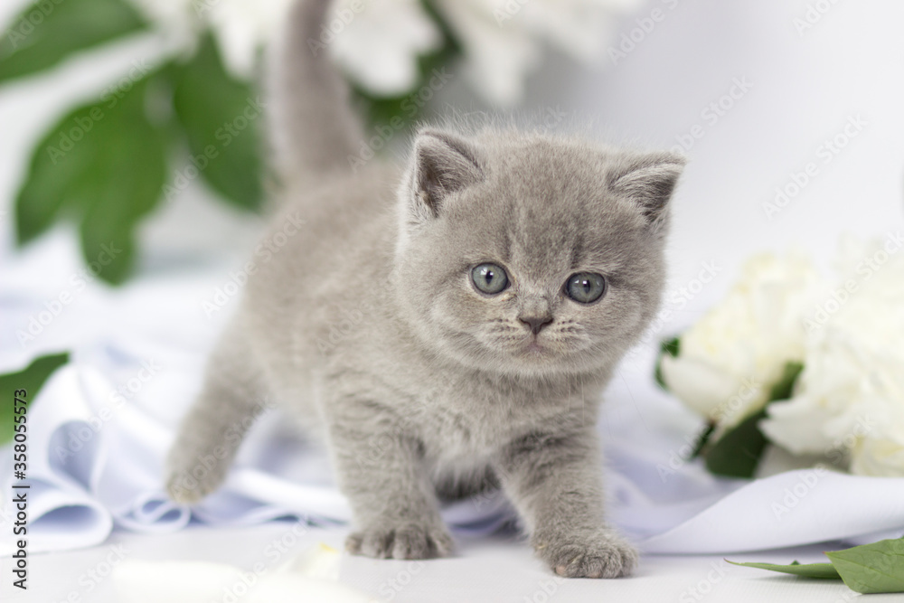 British shorthair kitten posing on a white background