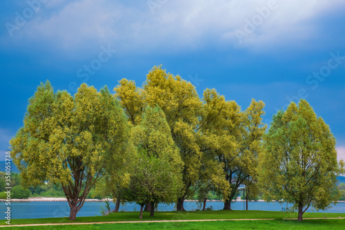 Bäume am Ufer des Rheins bei Gewitterstimmung