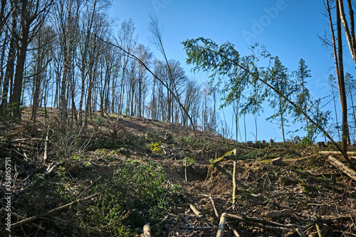 Holzeinschlag wegen Dürreschäden und Schädlingsbefall am Rande eines Waldweges. photo