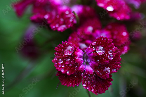 Purple flower in the garden with rain drops