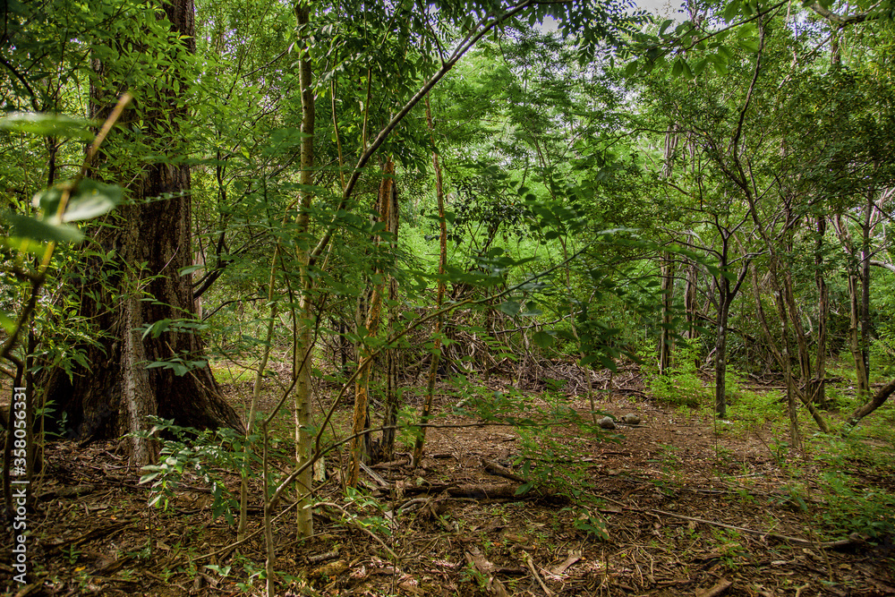 Beautiful views of the jungle in Costa Rica. Beautiful views of the jungle in Costa Rica.