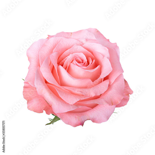 Fototapeta Naklejka Na Ścianę i Meble -  beautiful blossom pink rose isolated on white background with clipping path