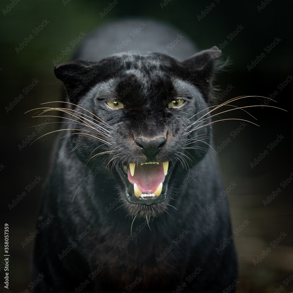 Black Panther in the jungle