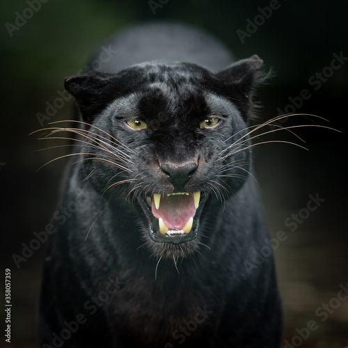 Obraz na płótnie Black Panther in the jungle w salonie