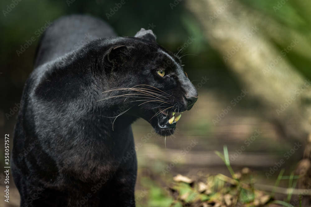 Black Panther in the jungle