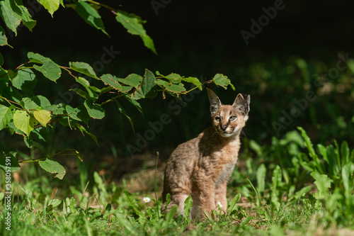 Baby Caracal in the forest