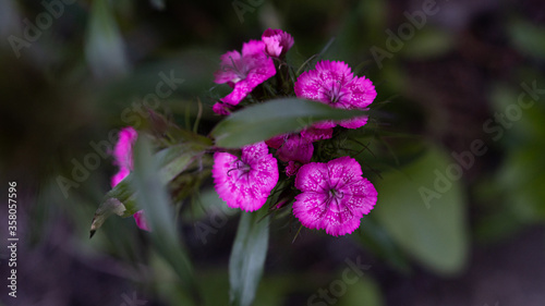 Sweet william lilac-pink flowers on a green grass background
