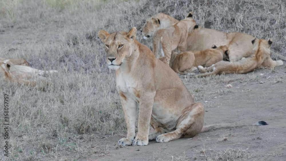 Capture of group of lionesses with their young in savanna. Capture of group of lionesses with their young in savanna.