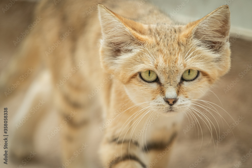 Sand cat in the desert