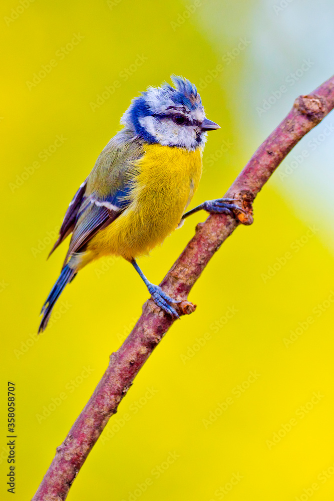 Blue Tit, Parus caeruleus, Spanish Forest, Castile and Leon, Spain, Europe Blue Tit, Parus caeruleus, Spanish Forest, Castile and Leon, Spain, Europe