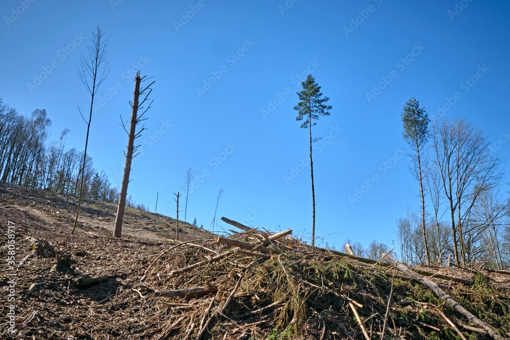 Holzeinschlag wegen Dürreschäden und Schädlingsbefall am Rande eines Waldweges.