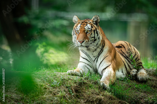Siberian Tiger in the forest