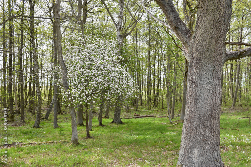 Obraz premium Blossom apple tree in a deciduous forest