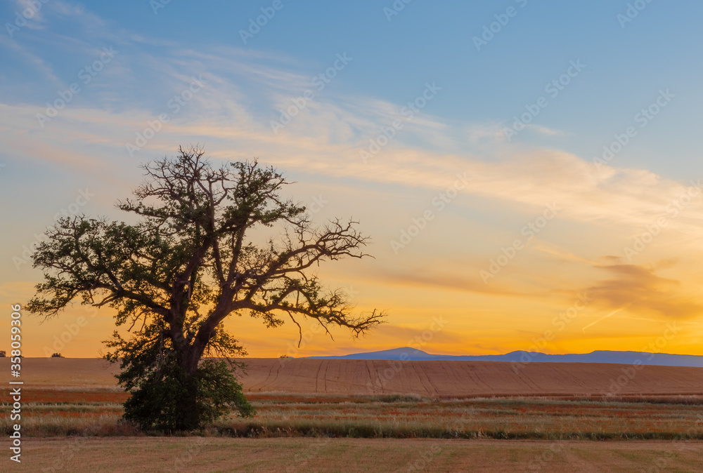The lonely tree at sunset.