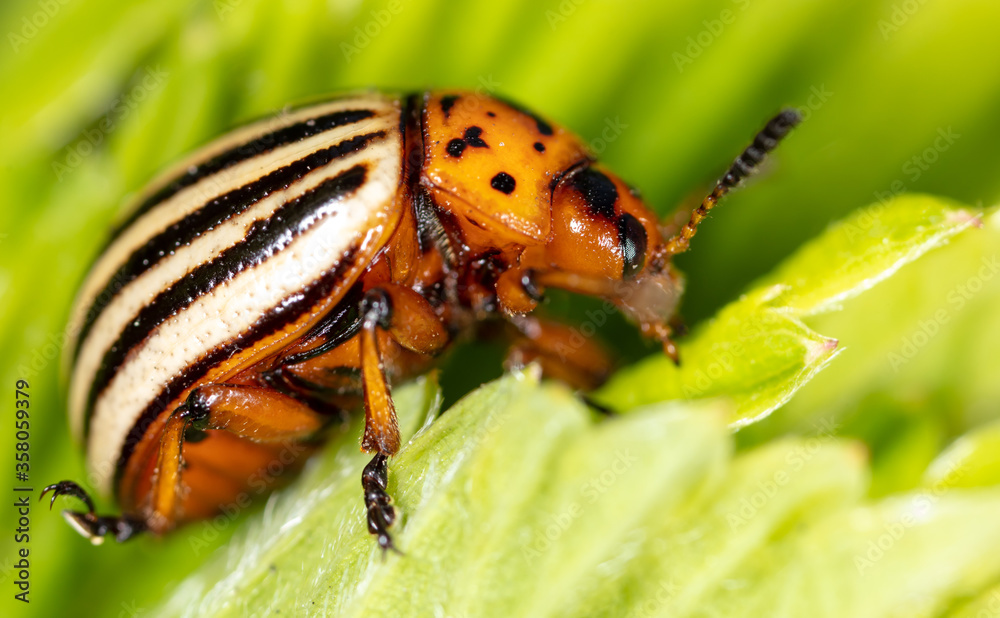 Colorado potato beetle on a green leaf in nature Colorado potato beetle on a green leaf in nature